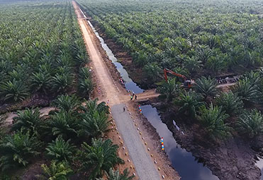 Perkebunan Kelapa Sawit (Palm Oil Plantation)